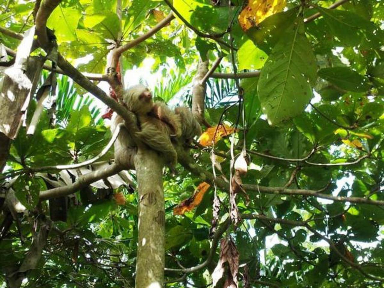 Gaia Hotel & Reserve- Adults Only Manuel Antonio Exterior photo